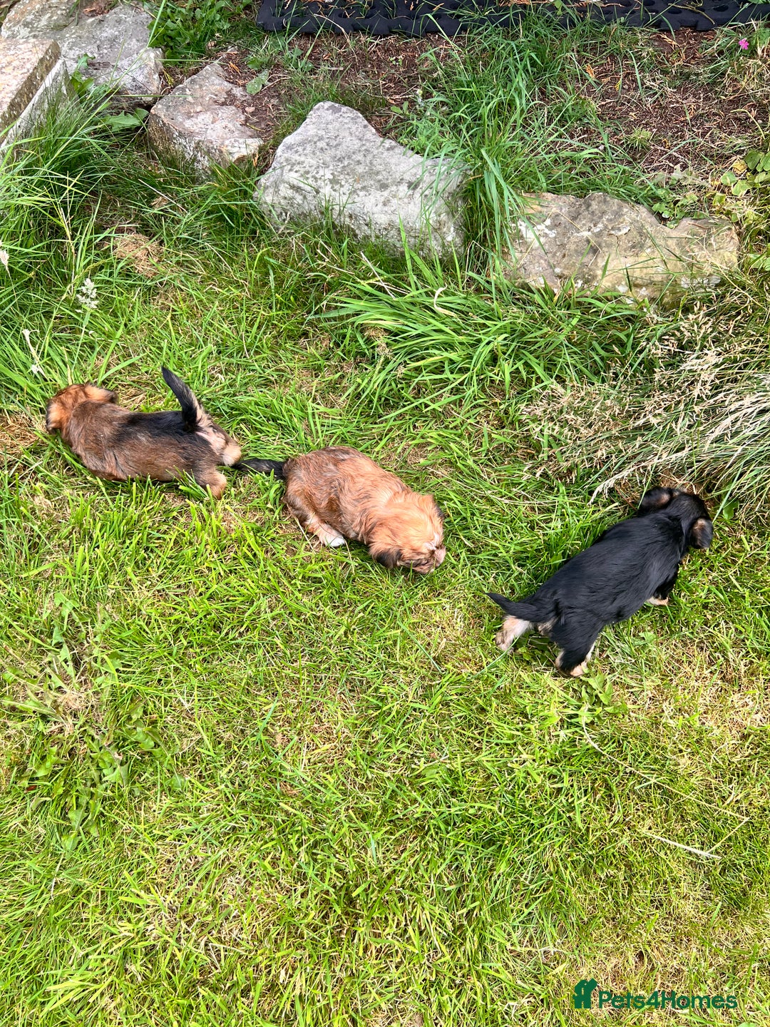 Yochon dogs for sale: Millie’s first litter  - Image 1