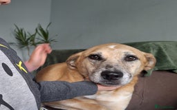 Mixed Breed dogs for sale: Big Golden Boy for Adoption  - Image 9