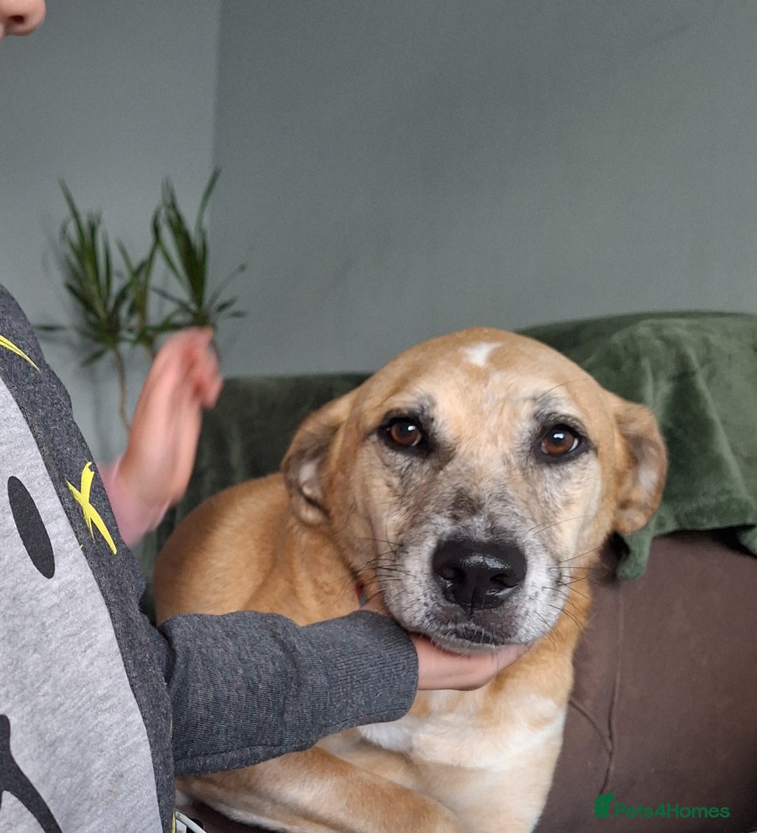 Mixed Breed dogs for sale: Big Golden Boy for Adoption  - Image 9