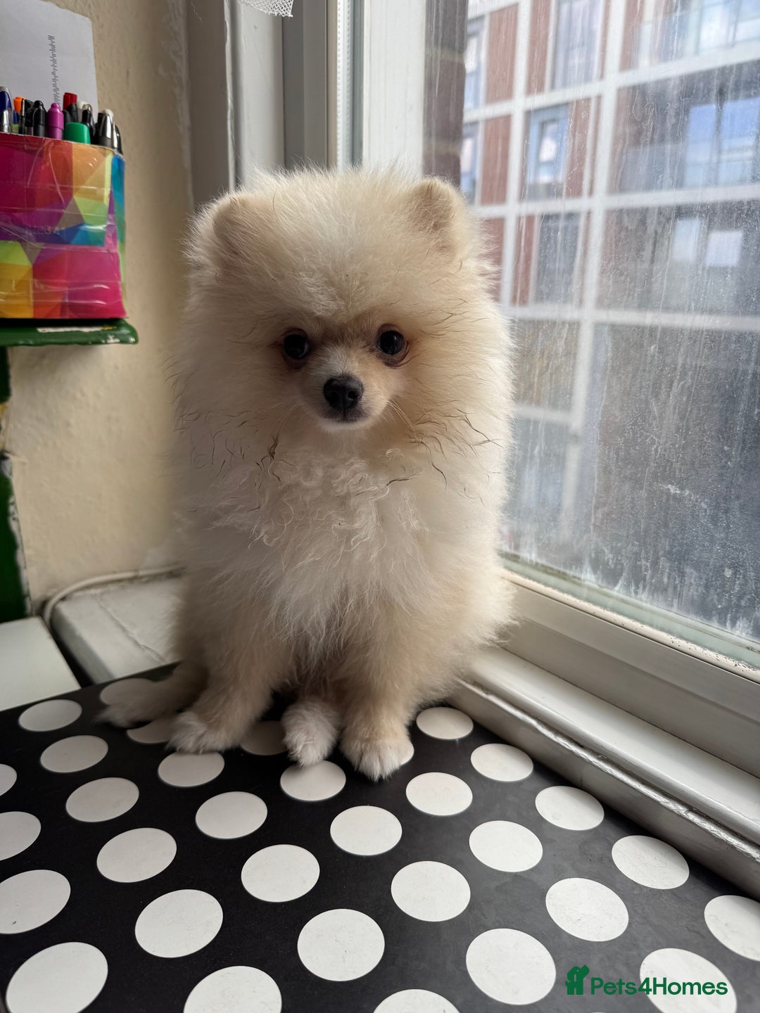 Pomeranian dogs for sale: 🐾🐶💙 Pomeranian puppy 💙🐶🐾 - Image 11