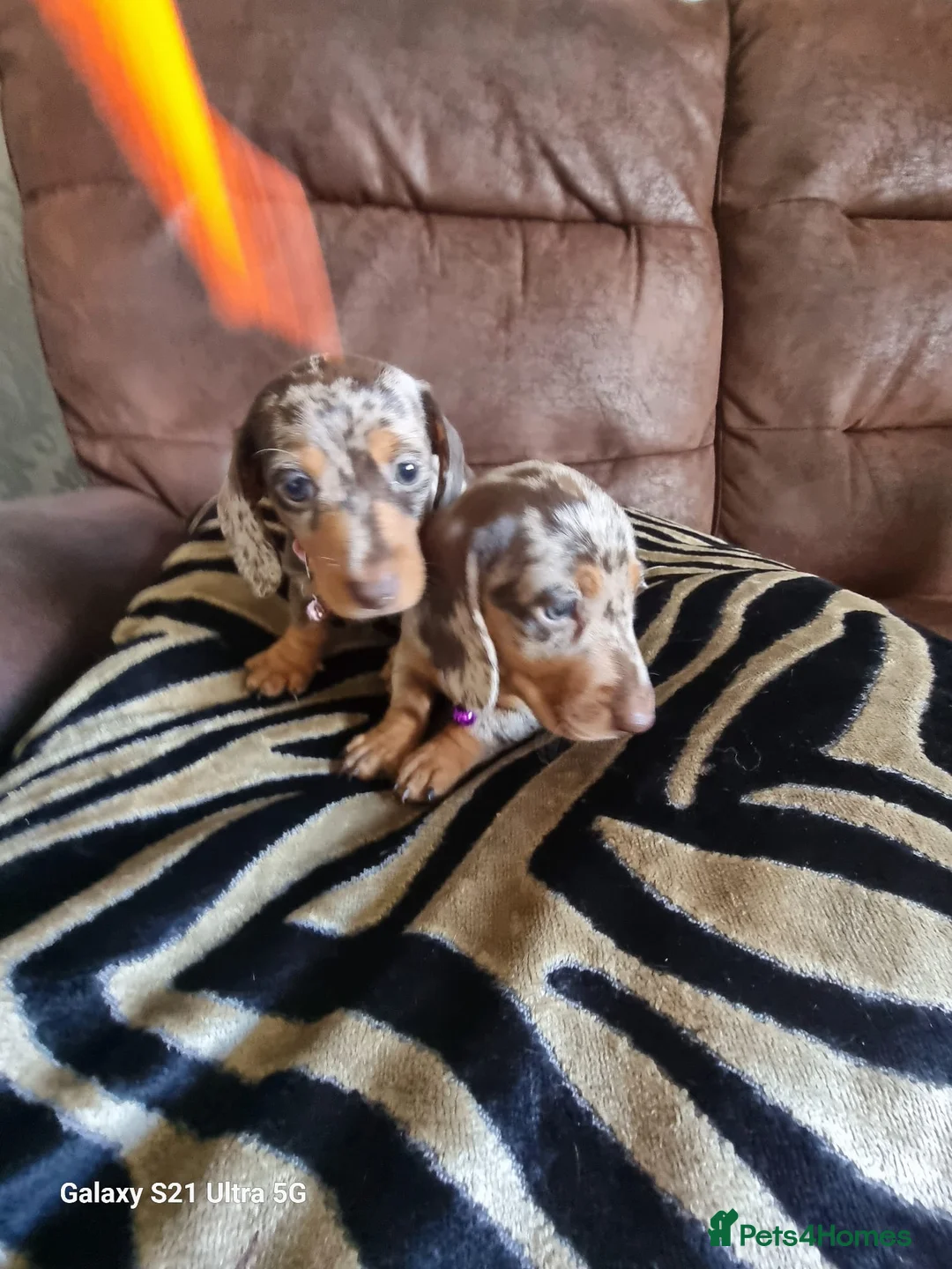 Miniature Dachshund dogs for sale: Miniature dachshund  - Advert 29