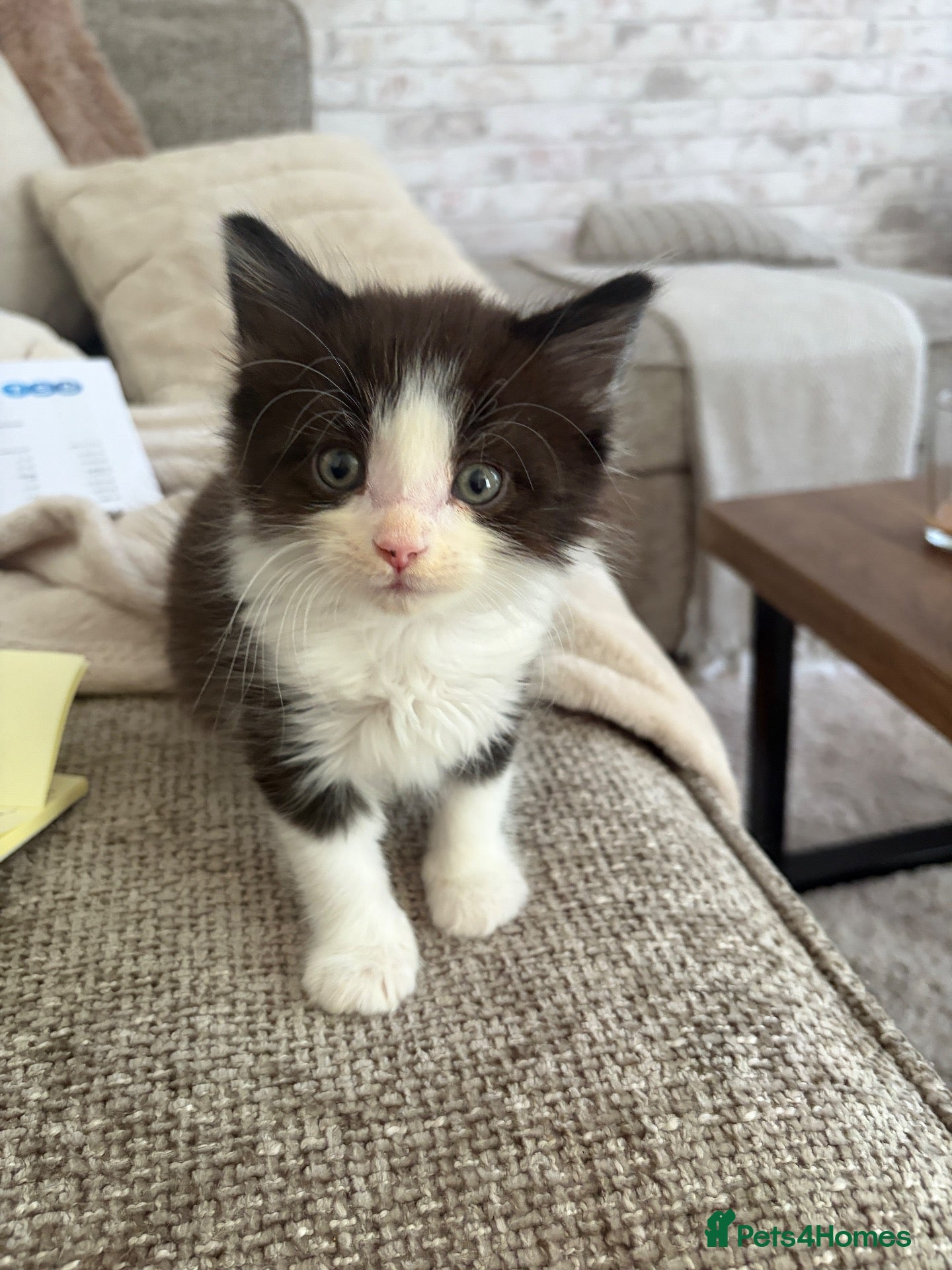 Mixed Breed cats Ragdoll X 2 longhair Blk and white ready now  - Advert 1