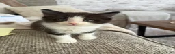 Mixed Breed cats for sale: Ragdoll X 2 longhair Blk and white ready now  - Advert 1