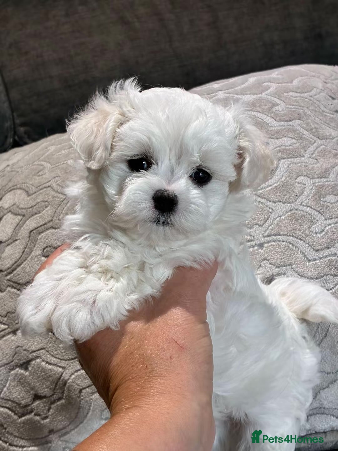 Maltipoo dogs 2 Left Exceptional Micro Asian Maltipoo’s, girls  - Advert 9
