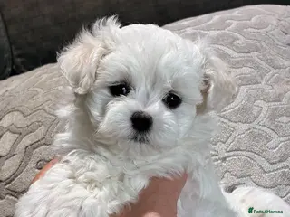 Maltipoo dogs 2 Left Exceptional Micro Asian Maltipoo’s, girls - Advert 9