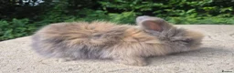 Angora rabbits for sale: 🌟STUNNING ANGORA BABIES- maxi full face 🌟 - Advert 25