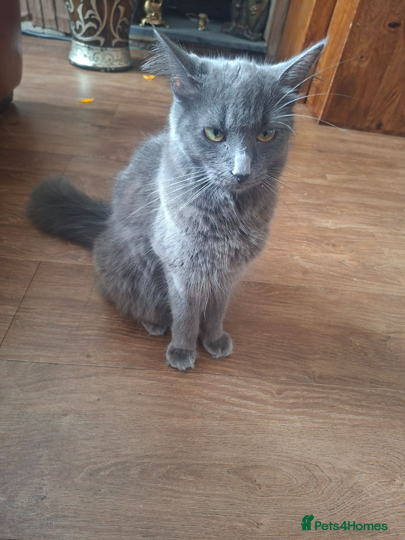 Mixed Breed cats Two beautiful blue kittens  - Advert 11