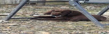 Cocker Spaniel 6