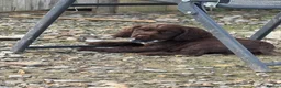 Cocker Spaniel dogs for sale: Beautiful cockerspaniel puppies  - Advert 2