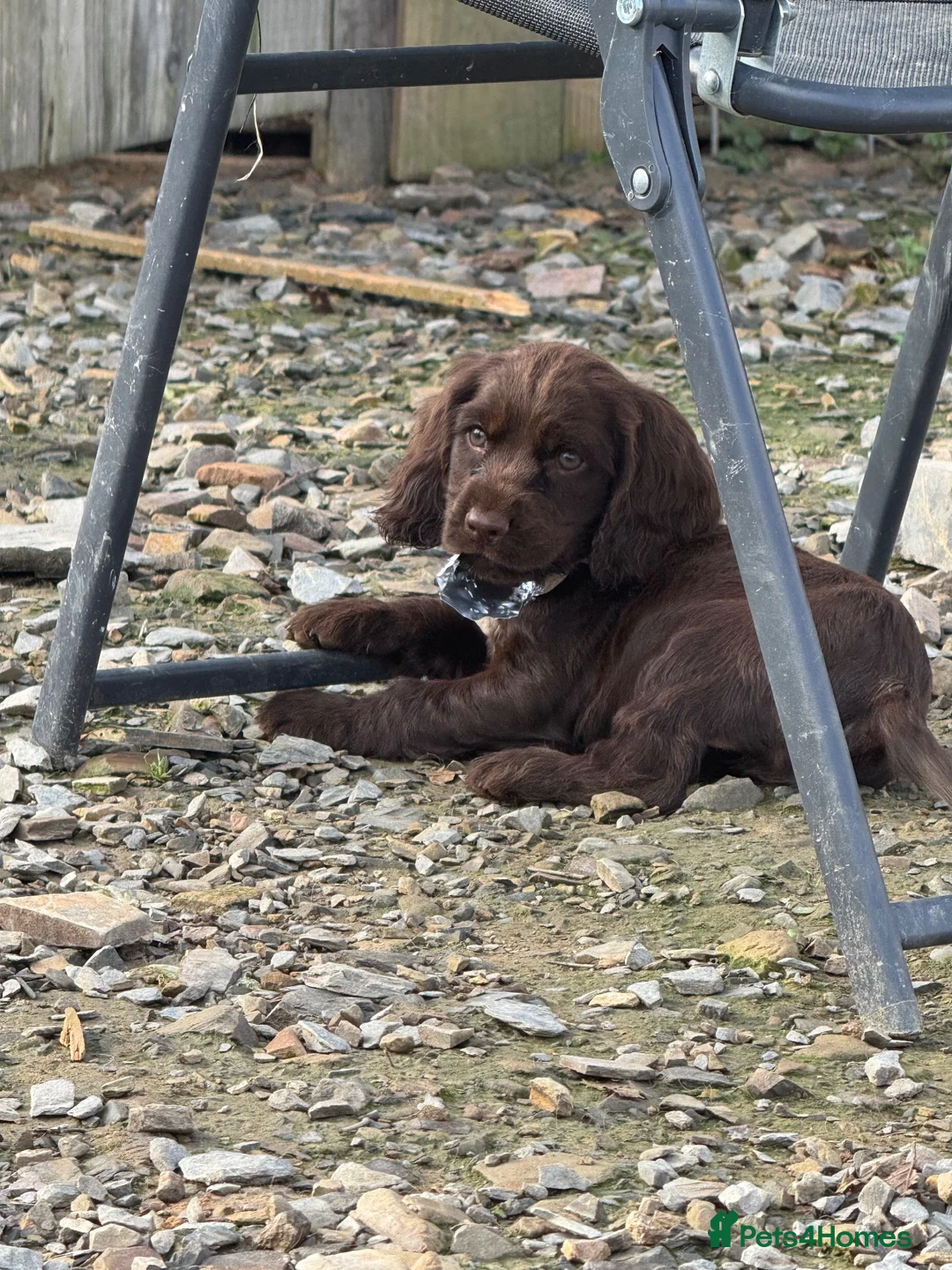 Cocker Spaniel dogs for sale: Beautiful cockerspaniel puppies  - Advert 2