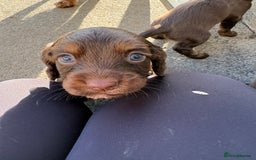 Cocker Spaniel dogs for sale:  Cocker spaniel puppies  - Image 5