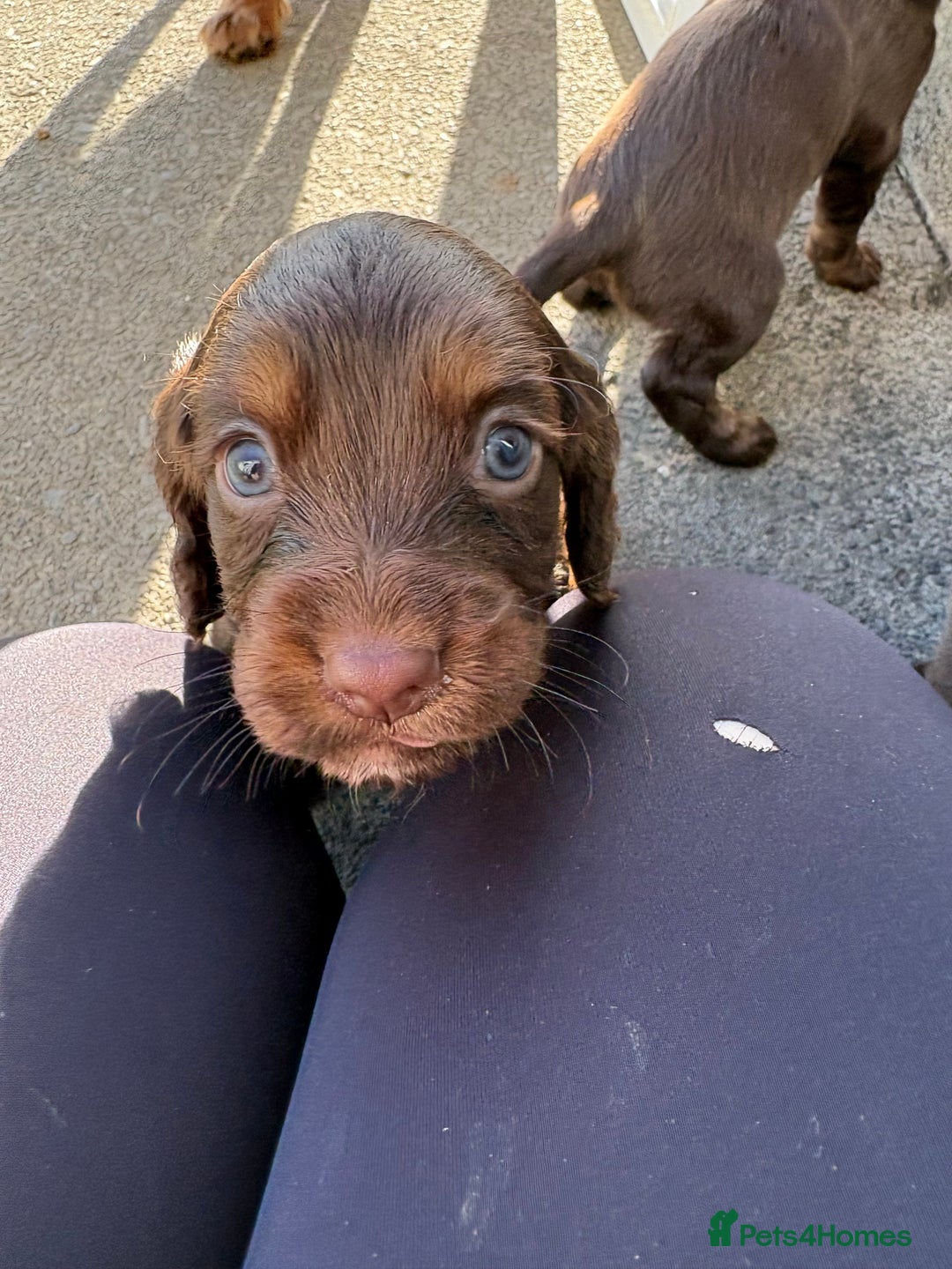 Cocker Spaniel dogs for sale:  Cocker spaniel puppies  - Image 5