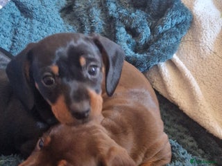 Dachshund dogs 2 females only! - Advert 1