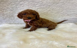 Goldendoodle dogs for sale: Outstanding Quality health tested Goldendoodles  - Image 6