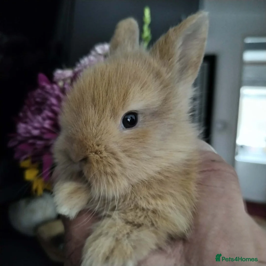 Lionhead rabbits for sale: Pure Breed Double Mained Lionhead Kits - Advert 2