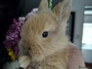 Lionhead rabbits Pure Breed Double Mained Lionhead Kits - Advert 4