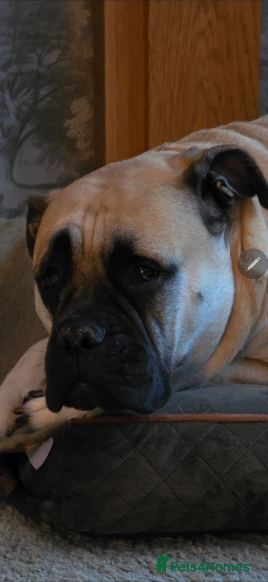 Bullmastiff dogs for sale: Bullmastiff Puppies  - Advert 2