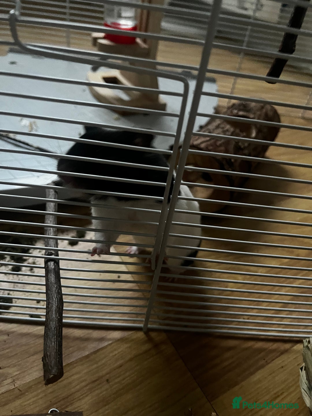 Hamster rodents for sale: Cute hamster needs forever home 🏠  - Advert 7