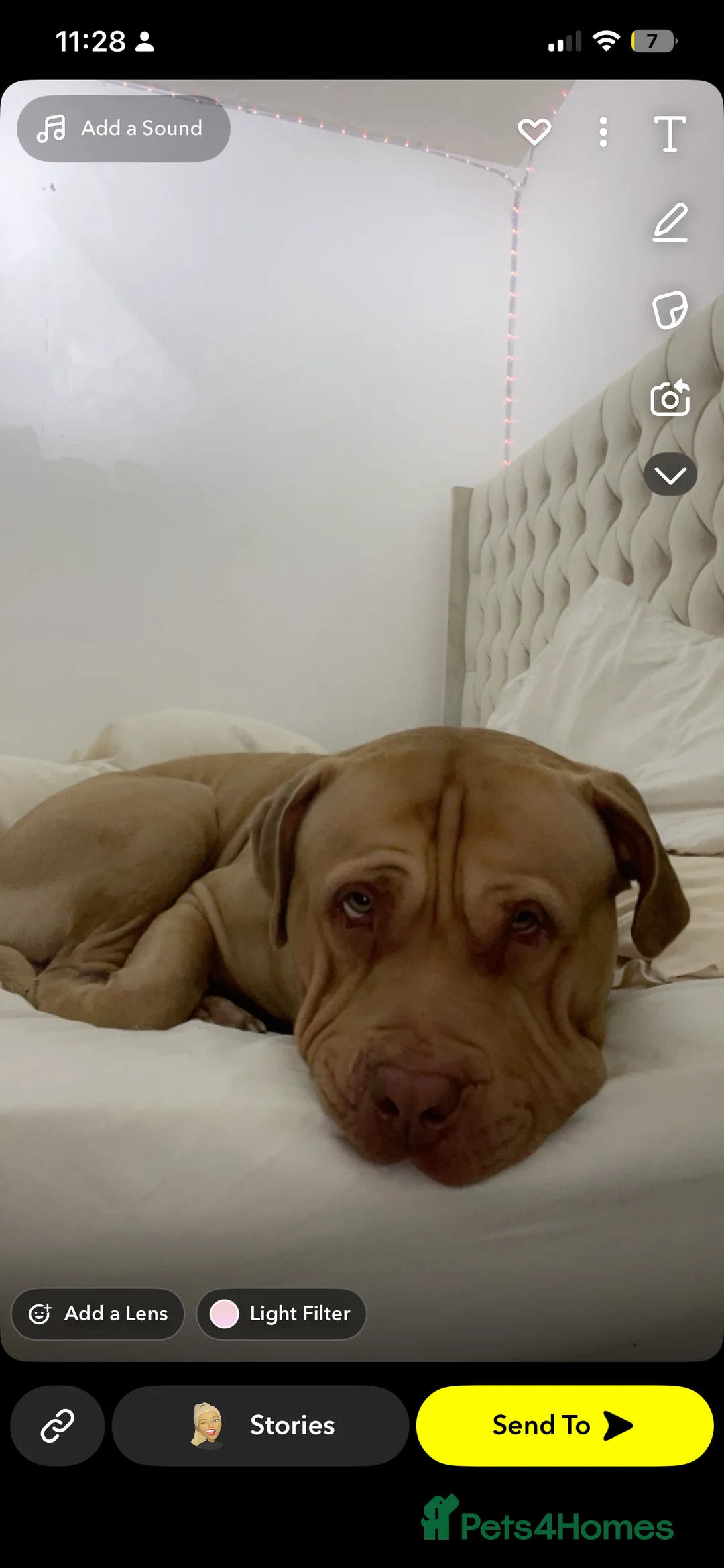 Mixed Breed dogs for sale: Greened eyed by sharpi cross mastiff  - Advert 2