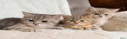 British Shorthair cats for sale: GCCF, BSH kittens from health tested parents  - Advert 15