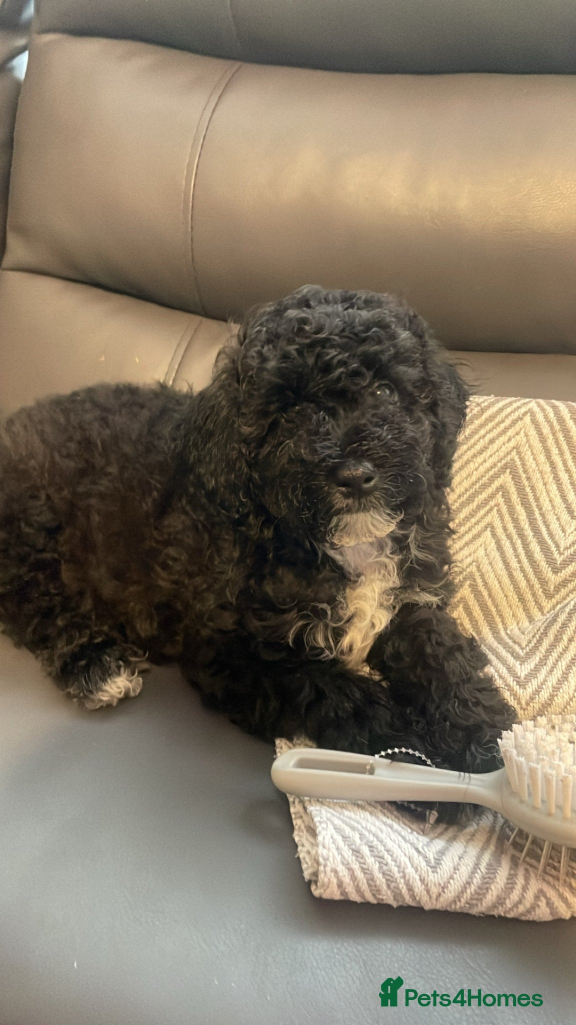 Poochon dogs Ready to leave NOW poochons🐶❤️ - Advert 5