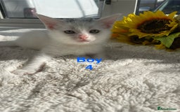 Mixed Breed cats for sale: White kittens looking for a forever loving family  - Image 8