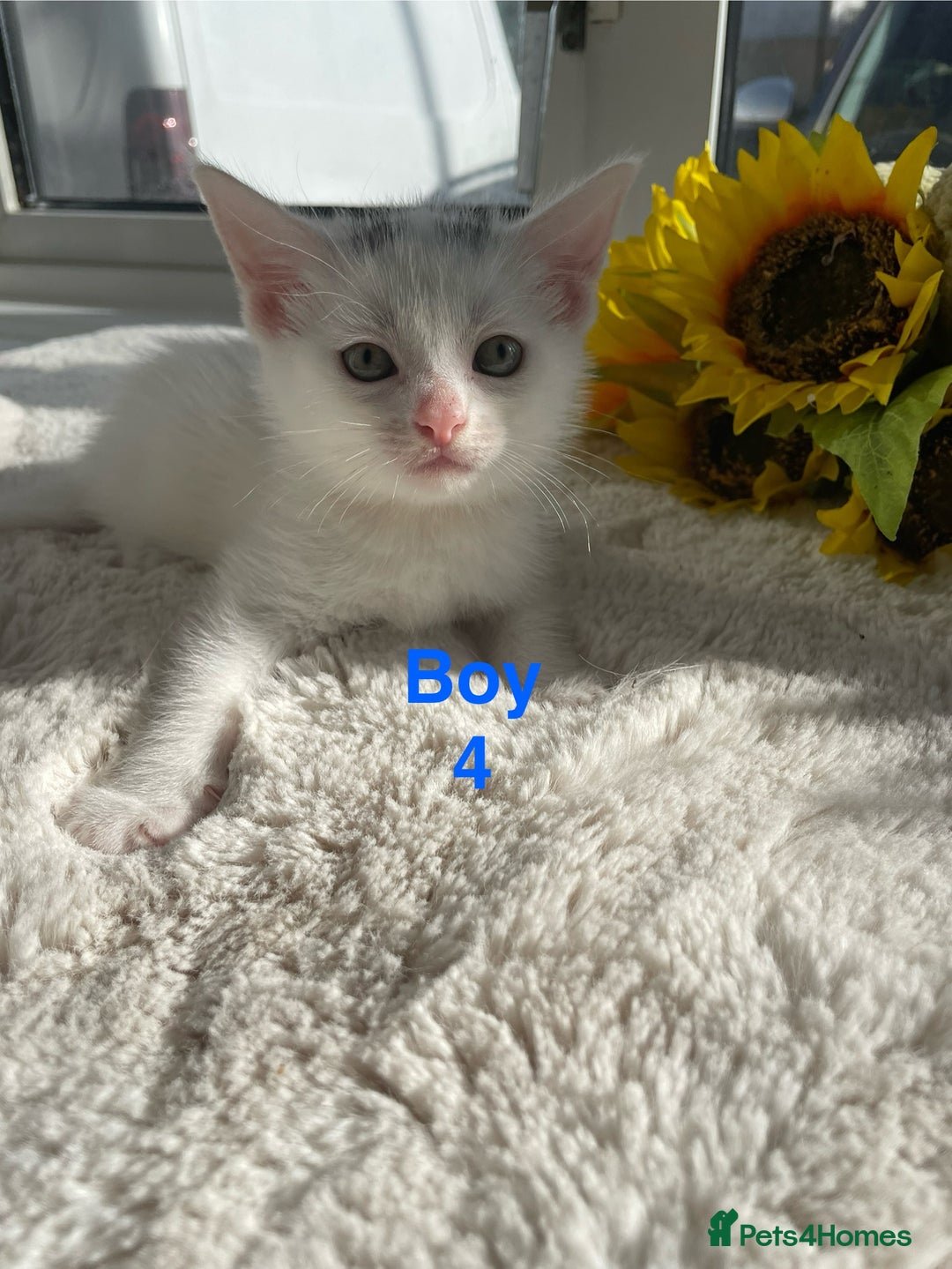 Mixed Breed cats for sale: White kittens looking for a forever loving family  - Image 8