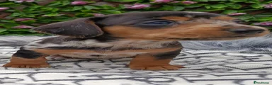 Dachshund Puppy 6