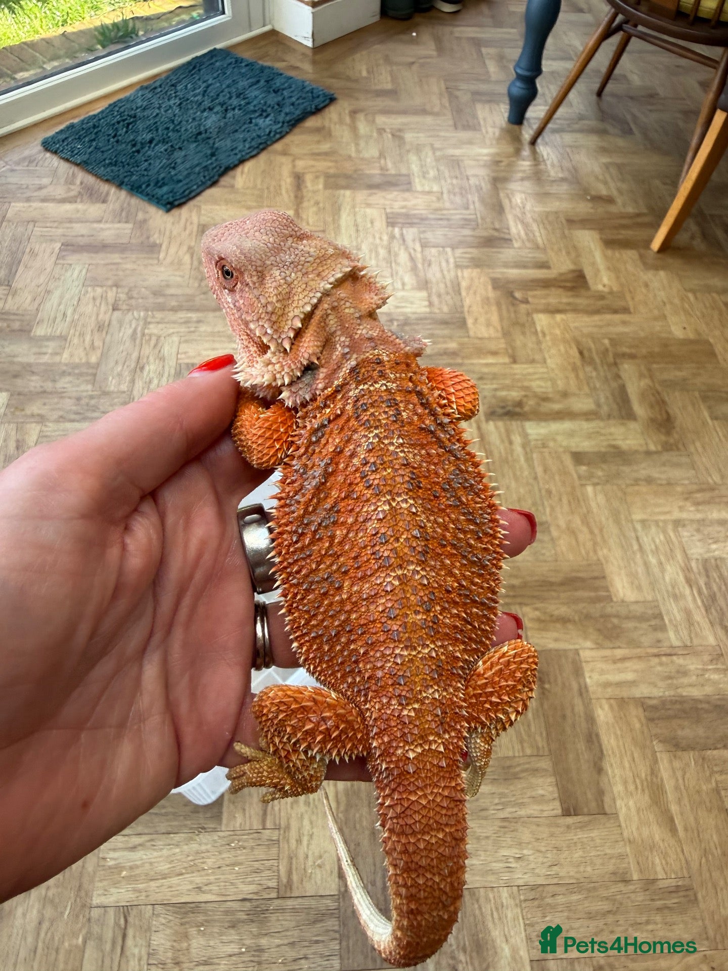 Bearded Dragon reptiles for sale: 5 months old bearded dragon - Advert 1