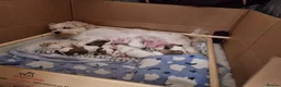 Zuchon dogs for sale: Beautiful Zuchon puppies looking for forever homes in Preston - Advert 2