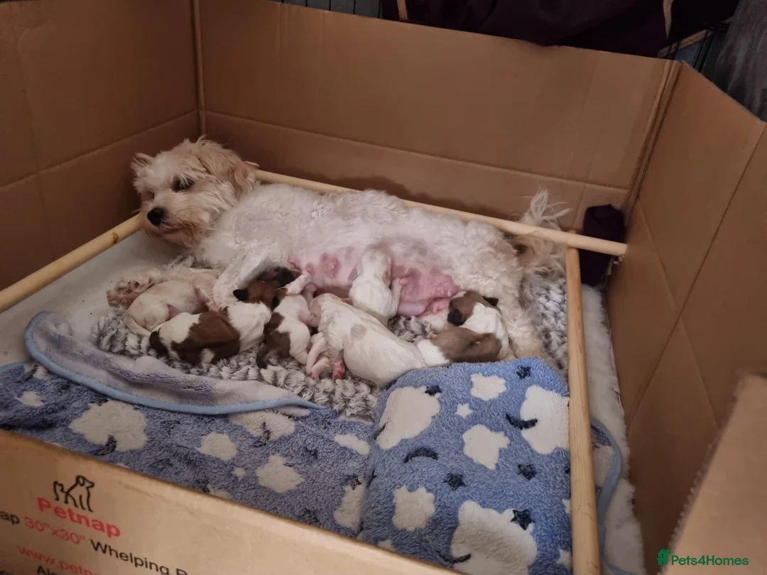 Zuchon dogs for sale: Beautiful Zuchon puppies looking for forever homes in Preston - Advert 2