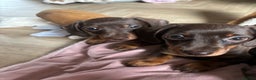 Miniature Dachshund dogs for sale: Chocolate & Tan smooth haired miniature dachshund  - Advert 2
