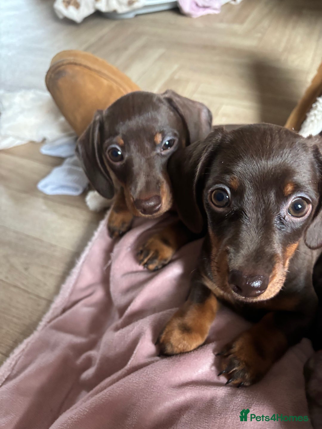 Miniature Dachshund dogs for sale: Chocolate & Tan smooth haired miniature dachshund  - Advert 2