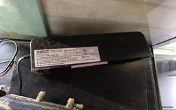 Turtle reptiles for sale: 2xRazor backed turtle male and female - Image 12
