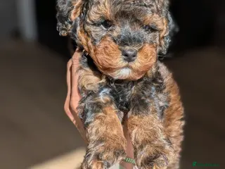 Cockapoo dogs F1BB cockapoo puppies 2 Sabel Boys left - Advert 15
