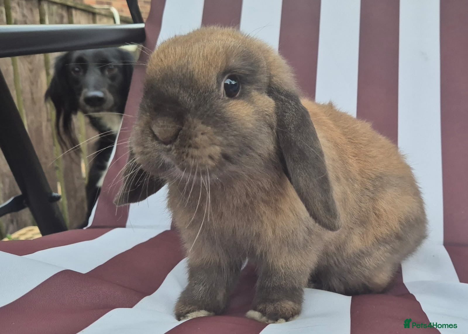 Mini Lop rabbits mini lops  2 does 1 buck and 1 lion lop buck left  - Advert 14