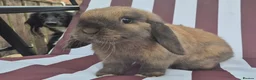 Mini Lop rabbits for sale: mini lops  2 does 1 buck and 1 lion lop buck left  - Advert 2
