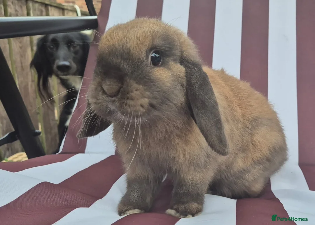 Mini Lop rabbits for sale: mini lops  2 does 1 buck and 1 lion lop buck left  - Advert 2