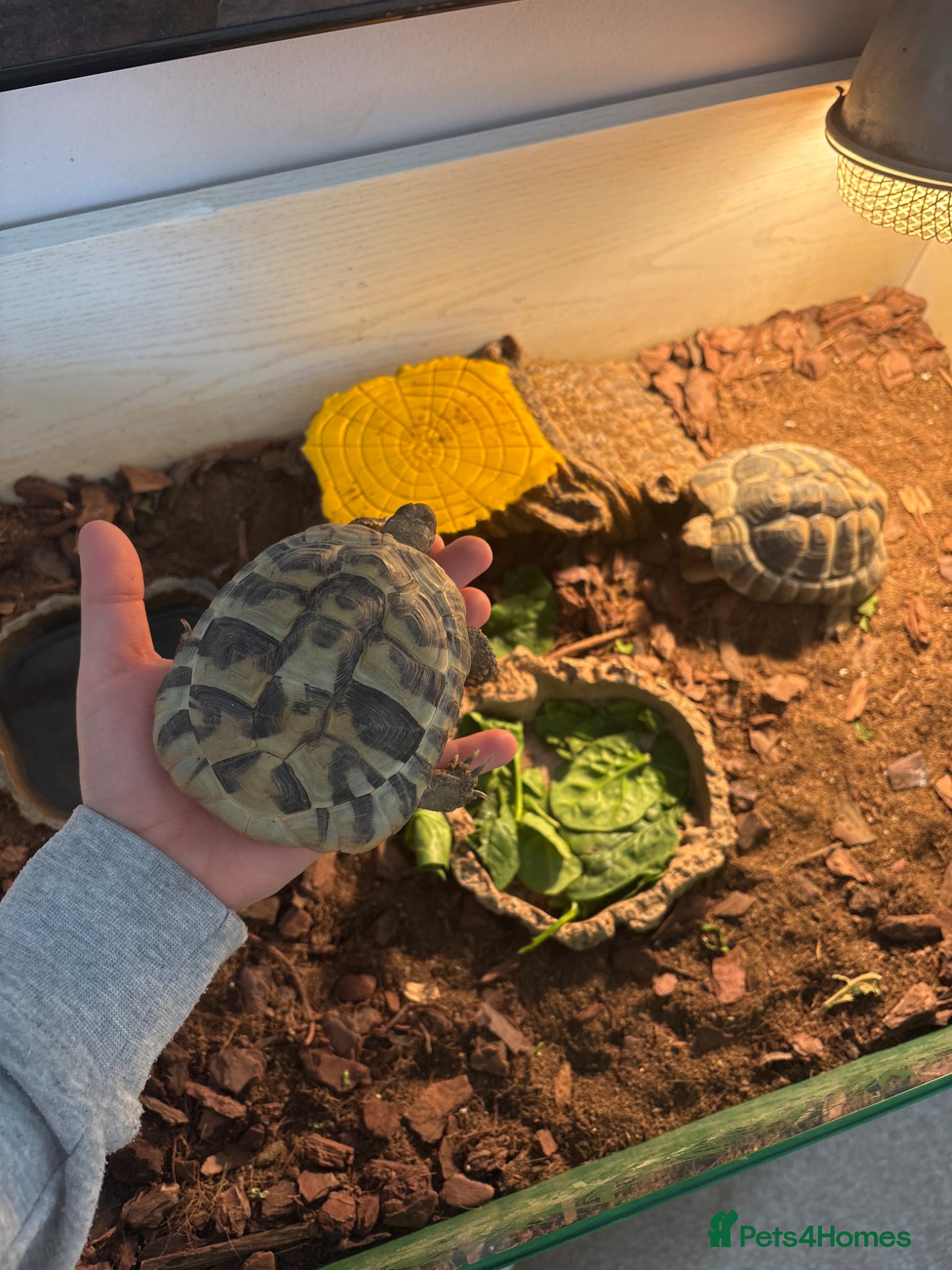 Hermann Tortoise reptiles 2 herman tortoises and setup - Advert 4