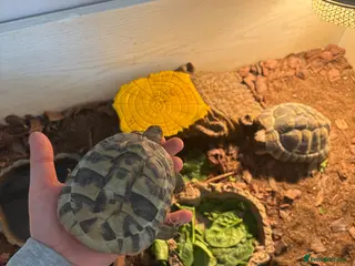 Hermann Tortoise reptiles 2 herman tortoises and setup - Advert 4