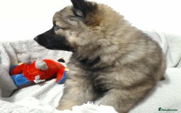 German Shepherd dogs for sale: BEAUTIFUL SABLE GERMAN SHEPHERD PUPS - Image 4