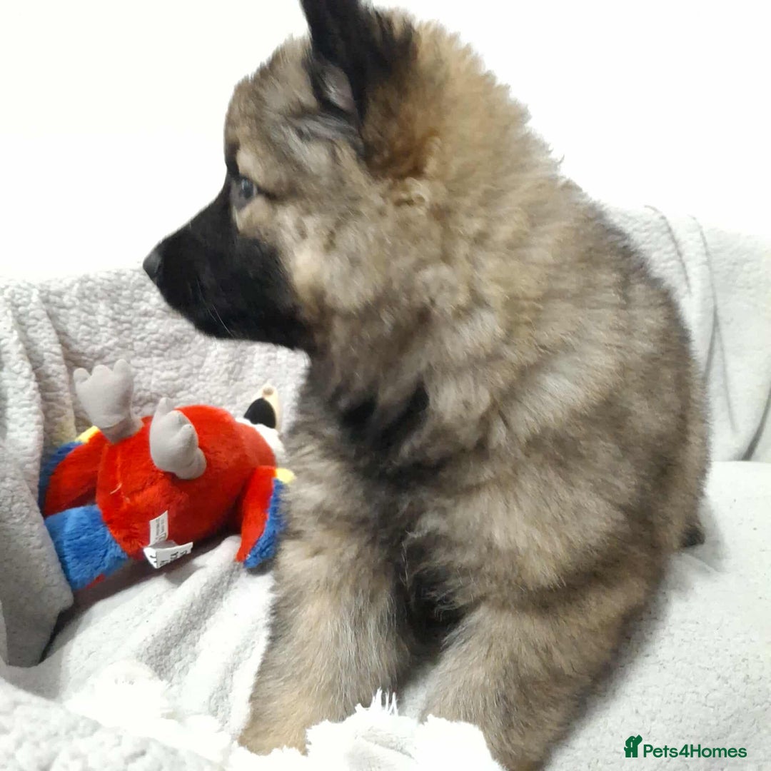 German Shepherd dogs for sale: BEAUTIFUL SABLE GERMAN SHEPHERD PUPS - Image 4
