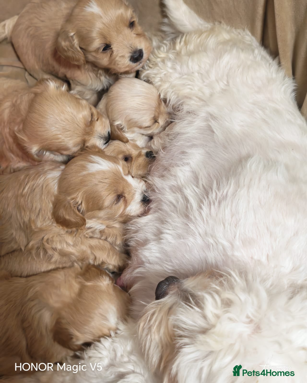 Maltipoo dogs Miniature Maltipoo Ready to leave soon - Advert 1