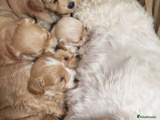 Maltipoo dogs Miniature Maltipoo Ready to leave soon - Advert 1