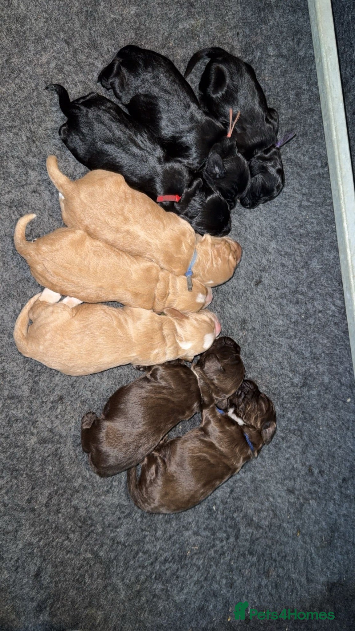Cocker Spaniel dogs Working cocker spaniels  - Advert 2