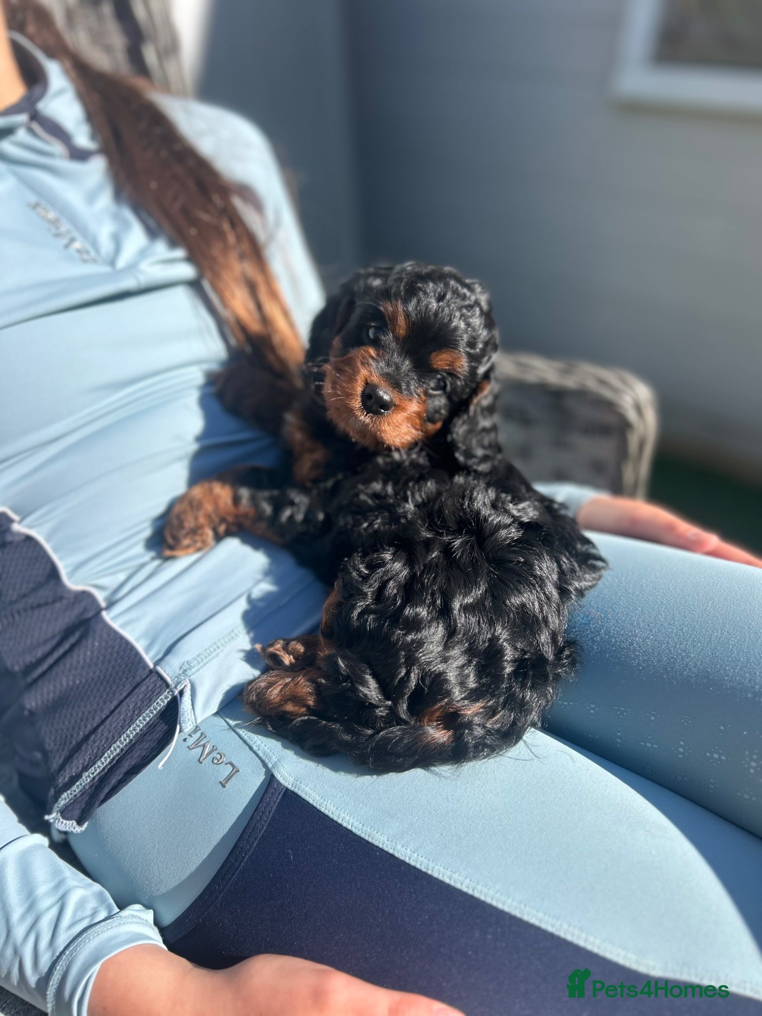 Cockapoo dogs Two beautiful cockerpoo puppies for sale 🐶 - Advert 2