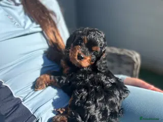 Cockapoo dogs Two beautiful cockerpoo puppies for sale 🐶 - Advert 2