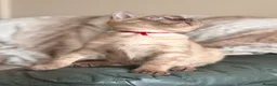 Bengal cats for sale: TICA registered Seal Solid Silver Mink Bengals - Advert 31