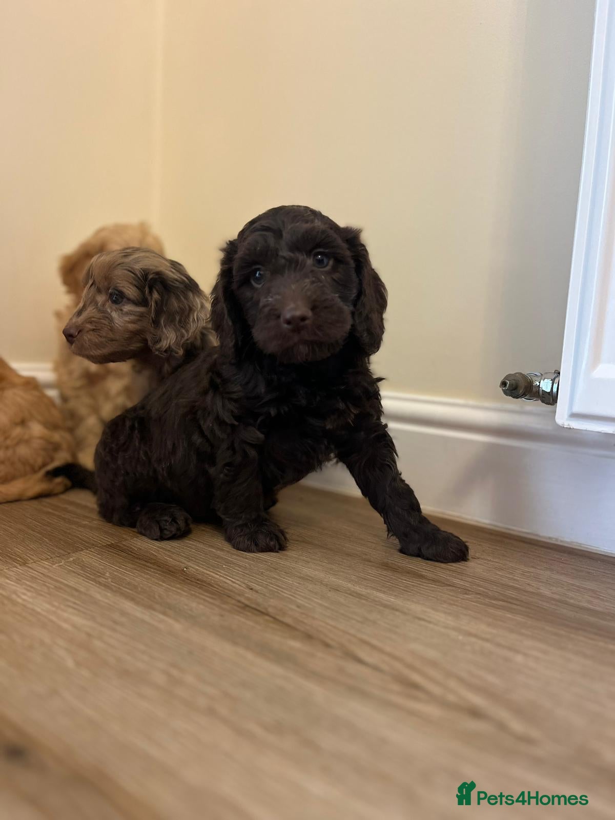 Cockapoo dogs F1 cockapoo puppies  - Advert 10