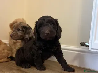 Cockapoo dogs F1 cockapoo puppies - Advert 10